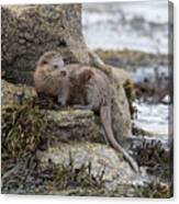 Otter Beside Loch Canvas Print