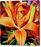 Outstanding Orange Tiger Lilies Canvas Print