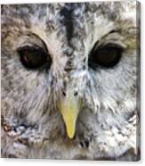 Owl Eyes Canvas Print