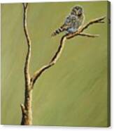 Owl On A Branch Canvas Print