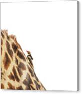 Oxpecker On Giraffe With Copy Space Canvas Print