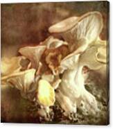 Oyster Mushrooms Canvas Print