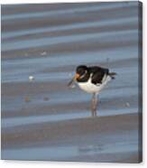 Oystercatcher On Beach Canvas Print