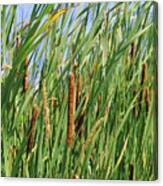Painted Bulrushes Canvas Print