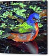 Painted Bunting After Bath Canvas Print
