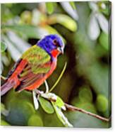 Painted Bunting Canvas Print