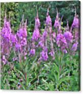 Painted Fireweed Canvas Print