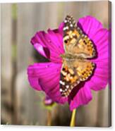 Painted Lady 2017-4 Canvas Print
