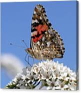 Painted Lady Against The Sky Canvas Print