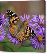 Painted Lady Butterfly And Aster Flowers 4x3 Canvas Print