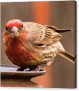 Painted Male Finch Canvas Print