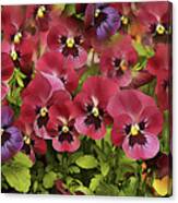 Painted Pansy Wall Art Canvas Print