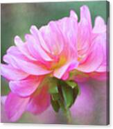Painted Pink Dahlia Canvas Print