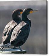 Pair Double-crested Cormorant 3 March 2018 Canvas Print