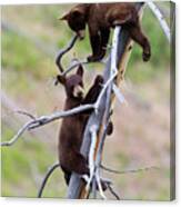 Pair Of Bear Cubs In A Tree Canvas Print