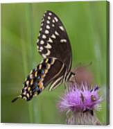 Palamedes Swallowtail And Friends Canvas Print