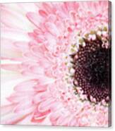 Pale Pink Gerbera Daisy Canvas Print