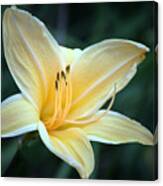 Pale Yellow Day Lily Canvas Print