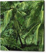 Palm 1020 Canvas Print