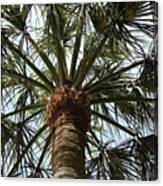 Palm Tree Symmetry Canvas Print