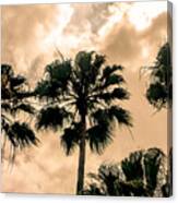 Palms Against The Sky Canvas Print
