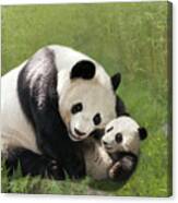 Panda Bears Canvas Print
