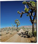 Panorama Of Sandy Desert Road With Joshua Trees Canvas Print