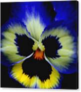 Pansy Face Canvas Print
