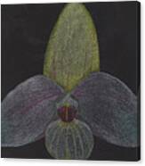 Paphiopedilum Mem. Orchid Canvas Print