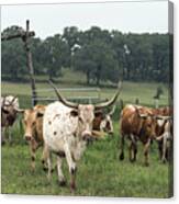 Part Of The 200-head Longhorn Herd At The Lonesome Pine Ranch Canvas Print