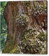 Party On The Tree Trunk Canvas Print