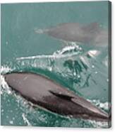 Passing Dolphins Canvas Print