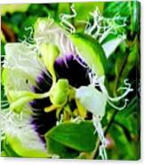 Passion Flower Aloha Two Canvas Print