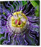 Passionflower Spiritual Art Canvas Print