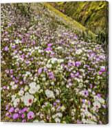 Pastel Super Bloom Canvas Print