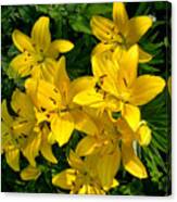 Patch Of Yellow Lilies Canvas Print