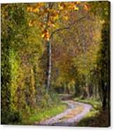 Path Through Autumn Forest Canvas Print