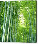 Path Through Bamboo Forest Kyoto Japan Canvas Print