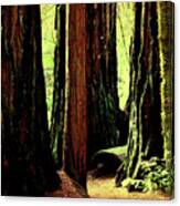 Path Through The Forest Edge . 7d5432 Canvas Print