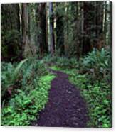 Path Through The Redwoods Canvas Print