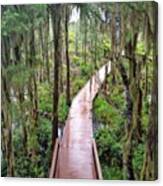 Pathway Through The Swamp Via The Canvas Print