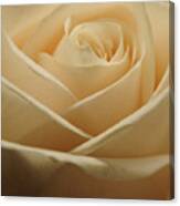 Patterns In Rose Petals  Off White Canvas Print