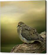 Peaceful Dove Canvas Print