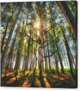 Peaceful Forest 5 - Spring At Retzer Nature Center Canvas Print
