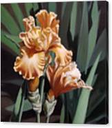 Peach Iris Canvas Print