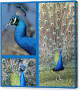 Peacock Collage In Blue Canvas Print