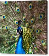 Peacock Extravaganza Canvas Print