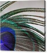 Peacock Feather Art Canvas Print