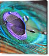 Peacock Feather With Water Drops Canvas Print