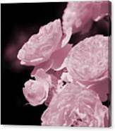 Peacock Pink Cabbage Roses On Black Canvas Print
